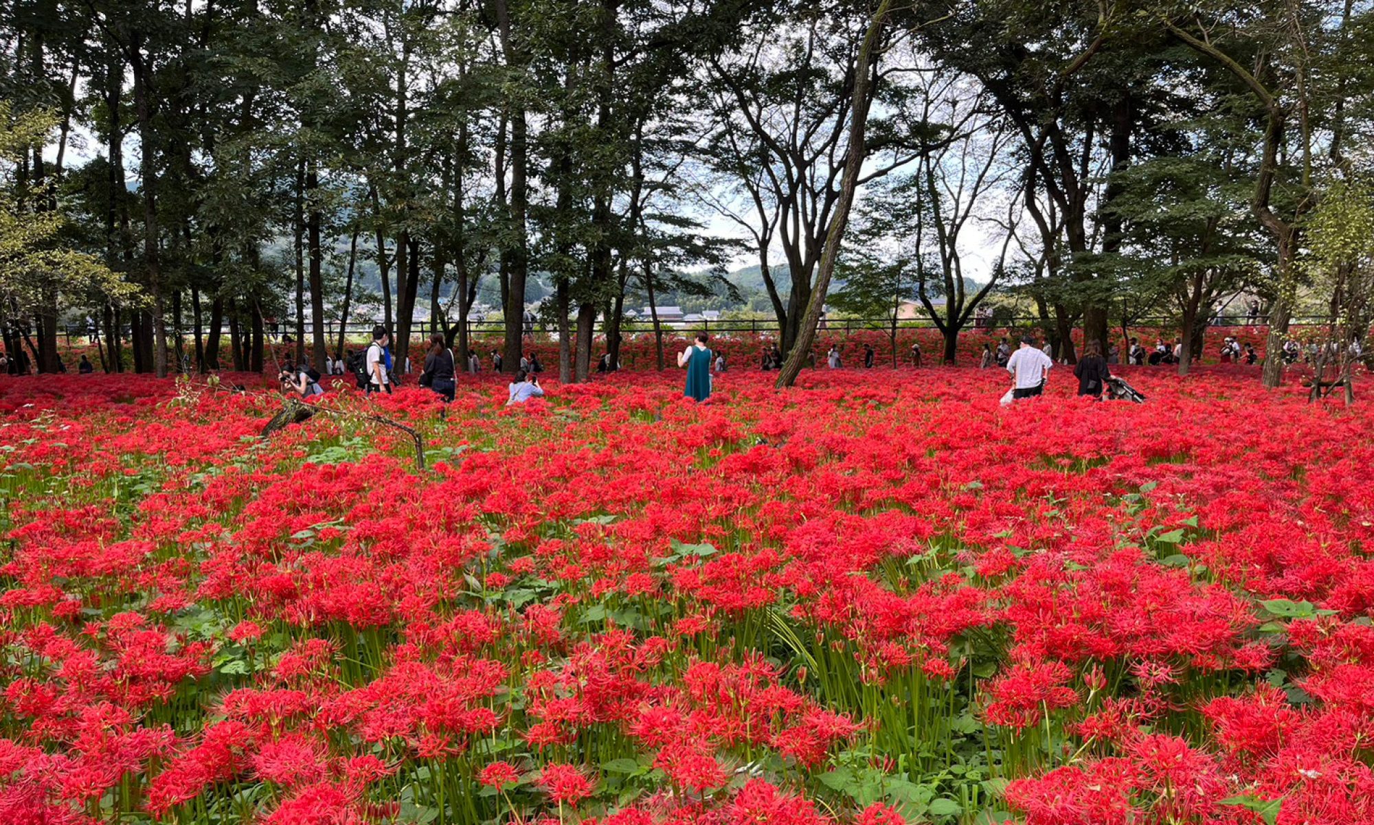 巾着田の曼殊沙華