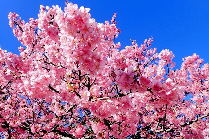三浦半島の河津桜