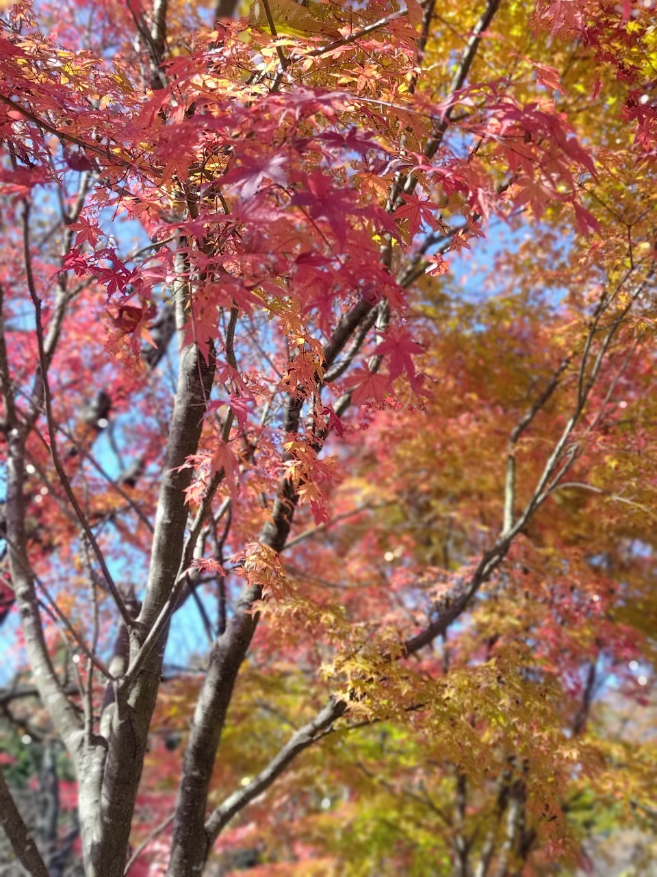 高尾山 秋の紅葉ハイキング
