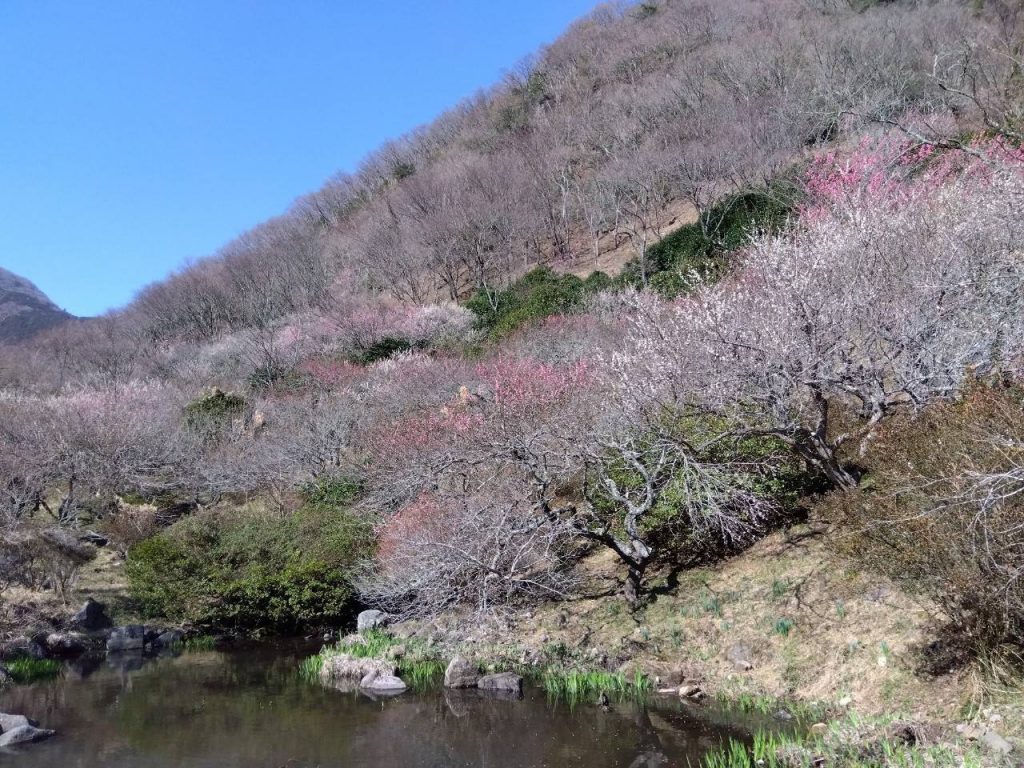 湯河原・梅林・幕山ハイキング