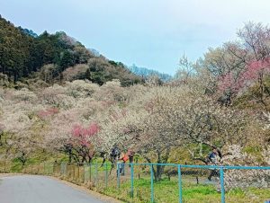 木下沢梅林