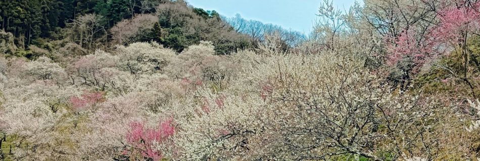 木下沢梅林