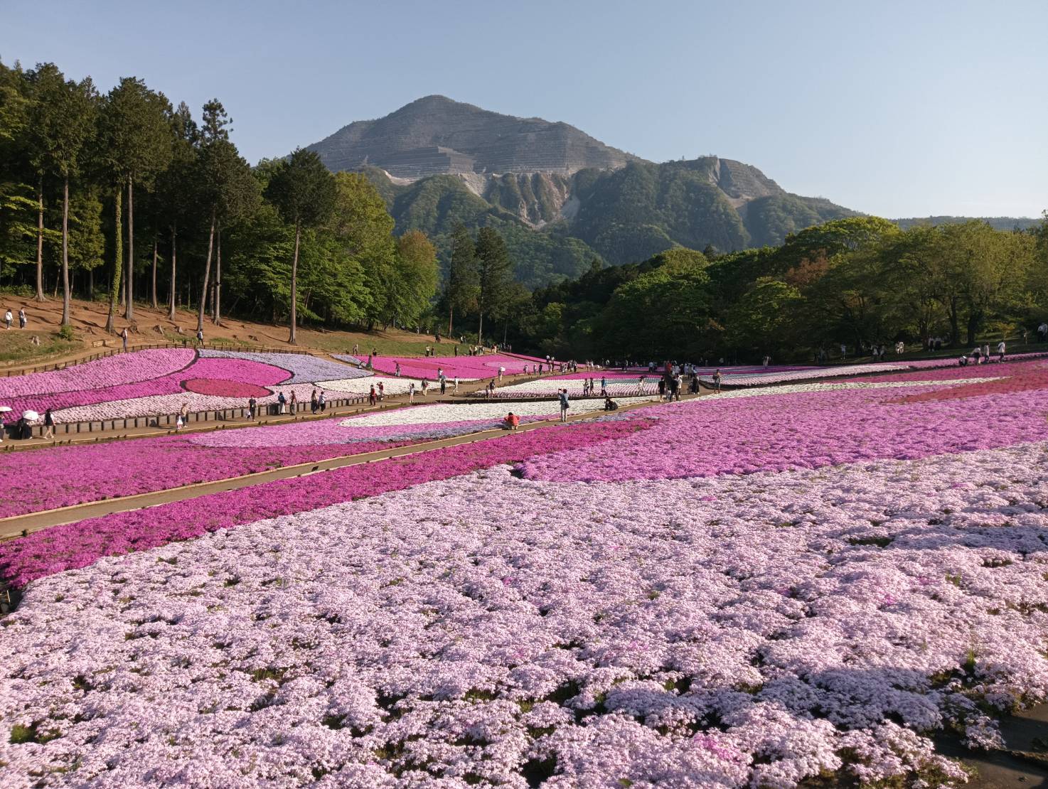武甲山と芝桜