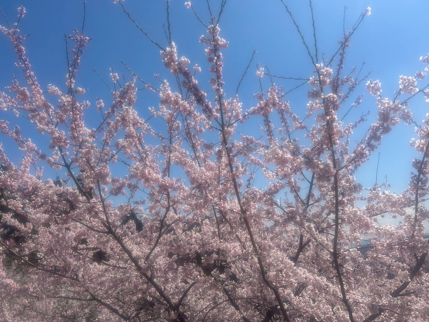 妙義山