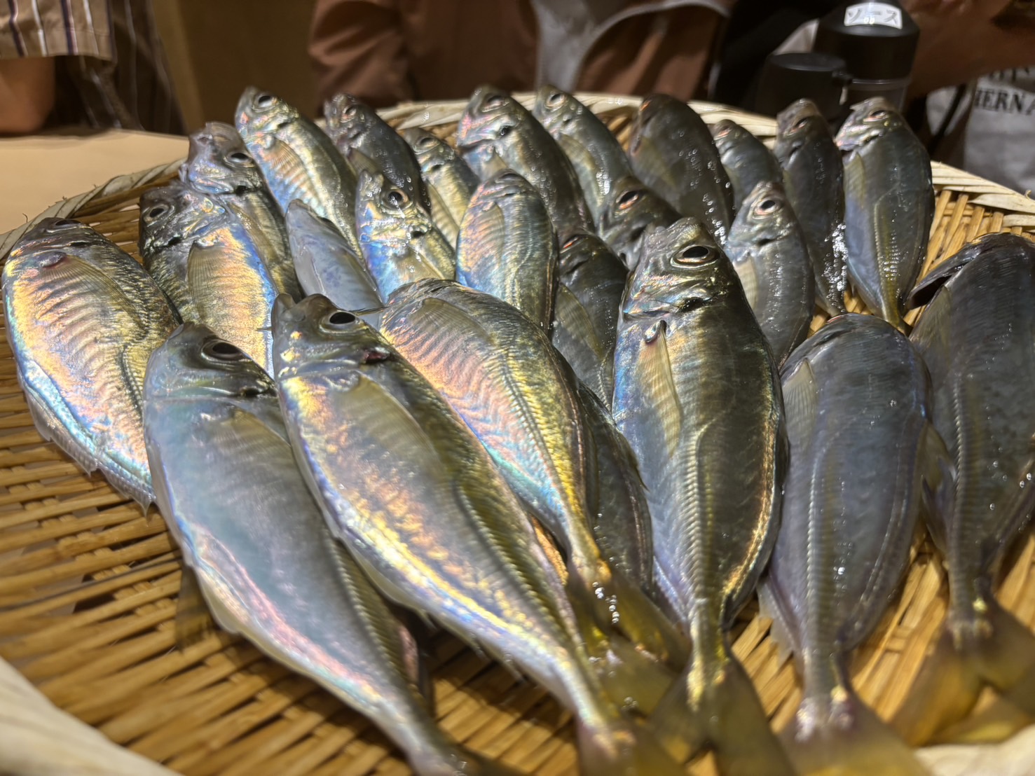 東京湾でアジ釣り