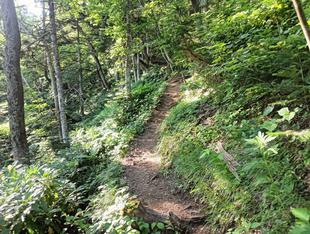 羅臼岳の樹林帯