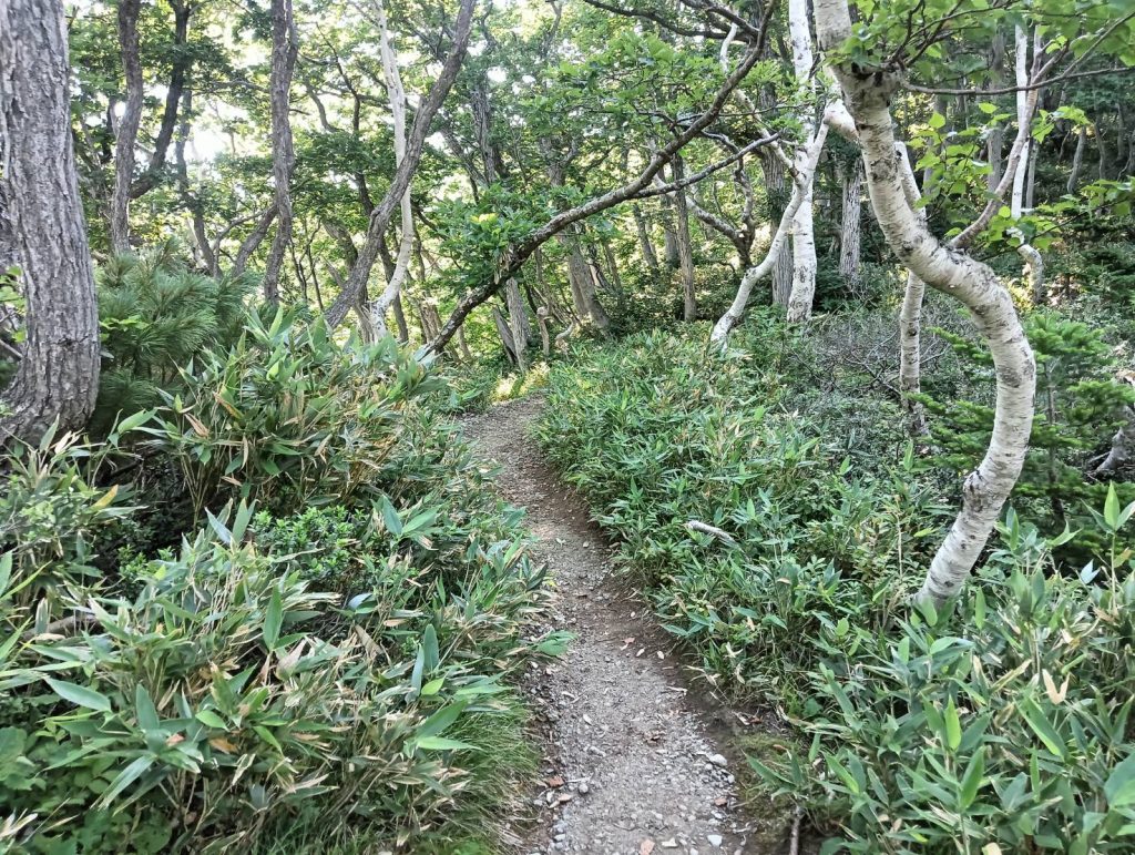 羅臼岳ヒグマ頻出エリア