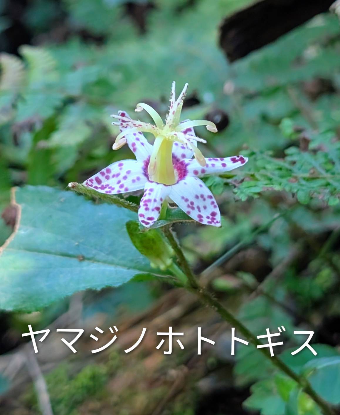 御岳山ロックガーデン
