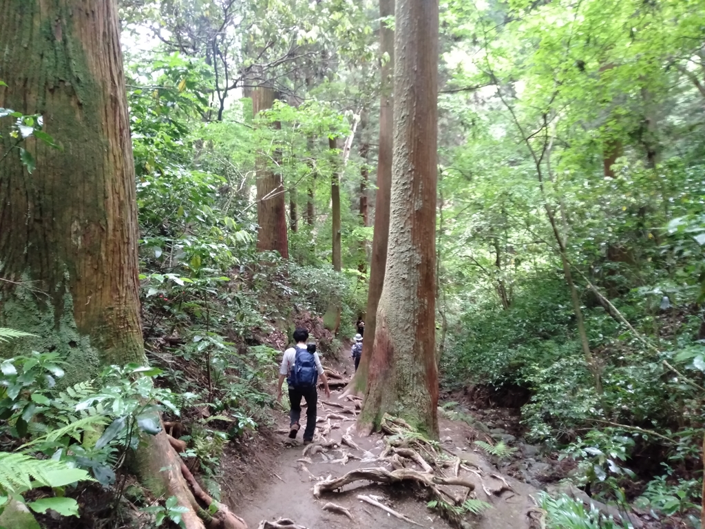 高尾山6号路