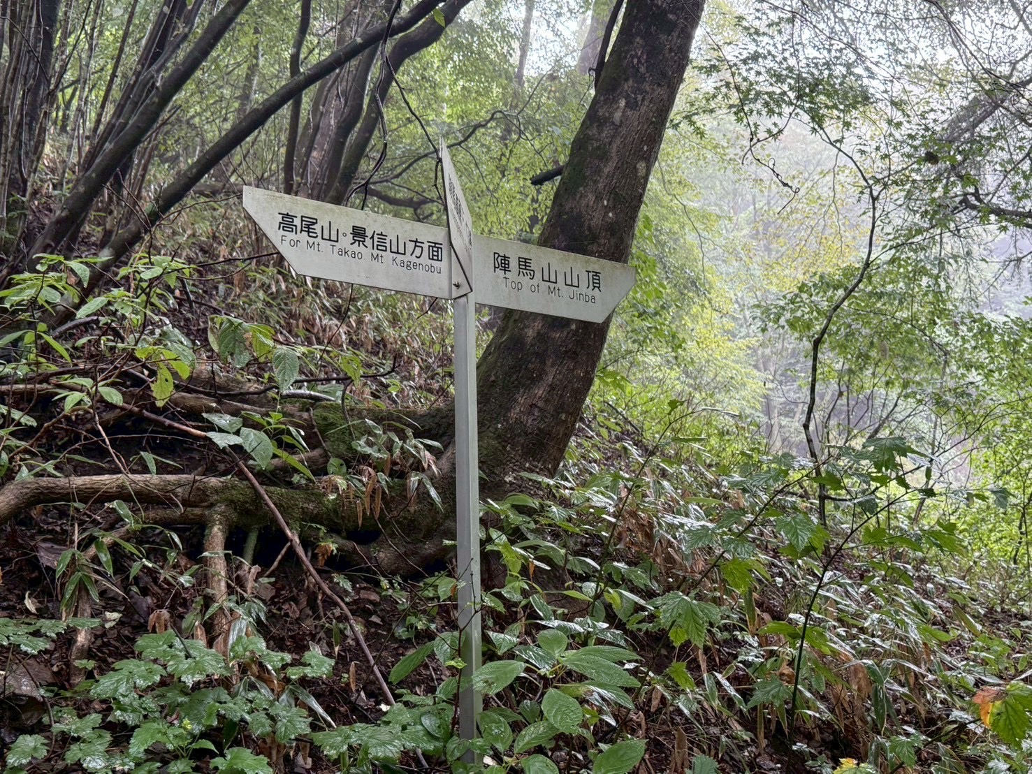 秋の陣馬山