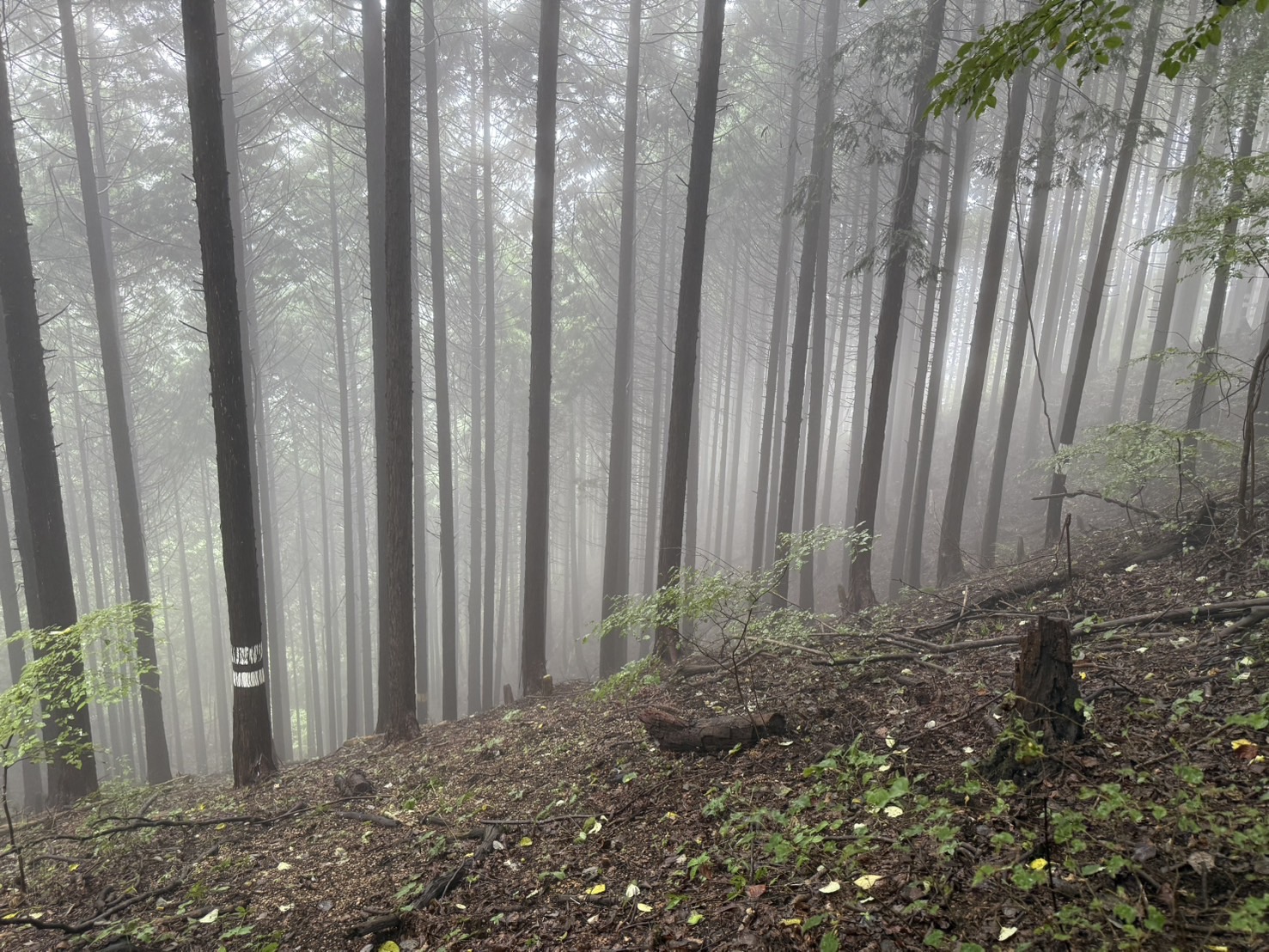 秋の陣馬山