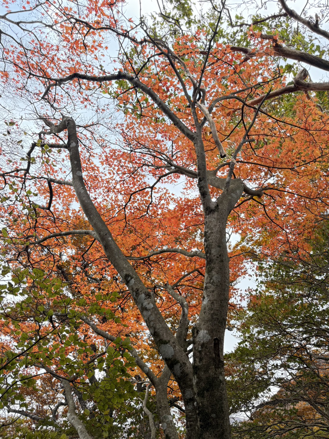 ゆるドア関東 天城山 2025