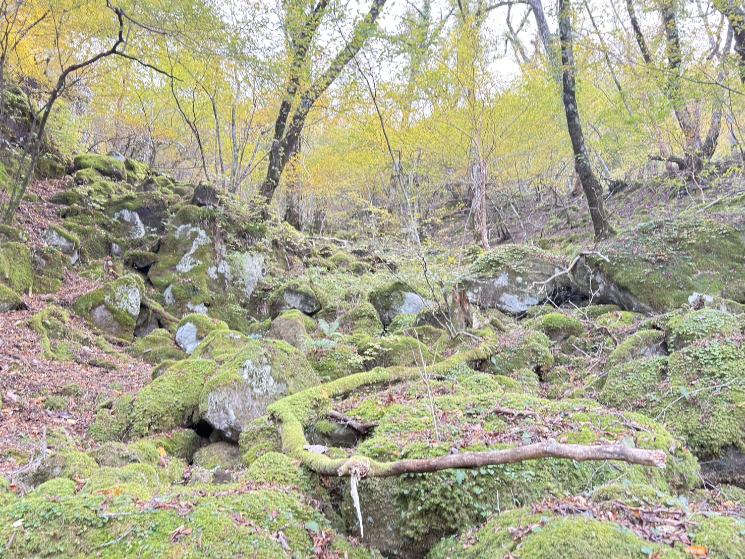 ゆるドア関東 天城山 2025