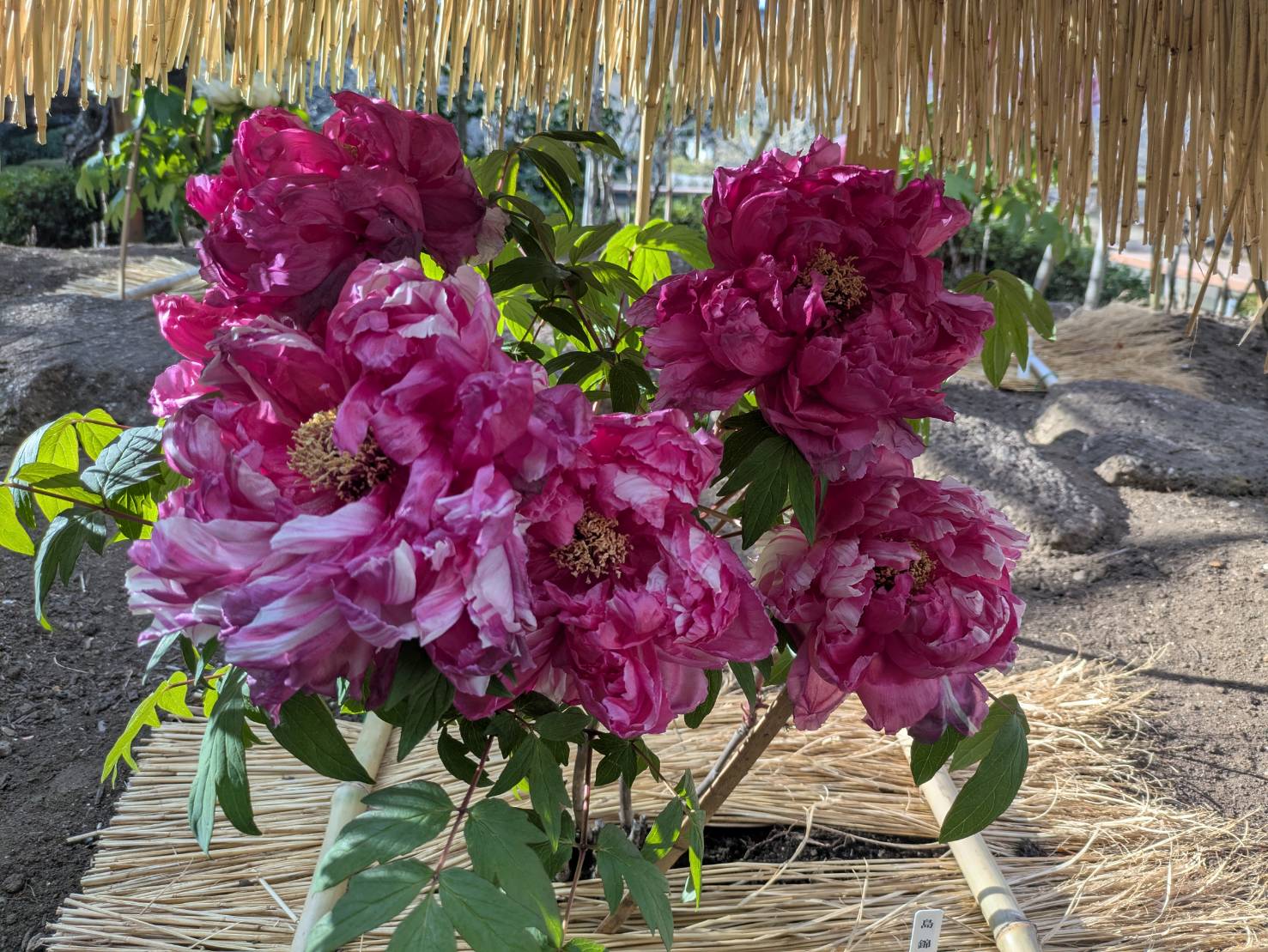 冬の鎌倉アルプス 2026