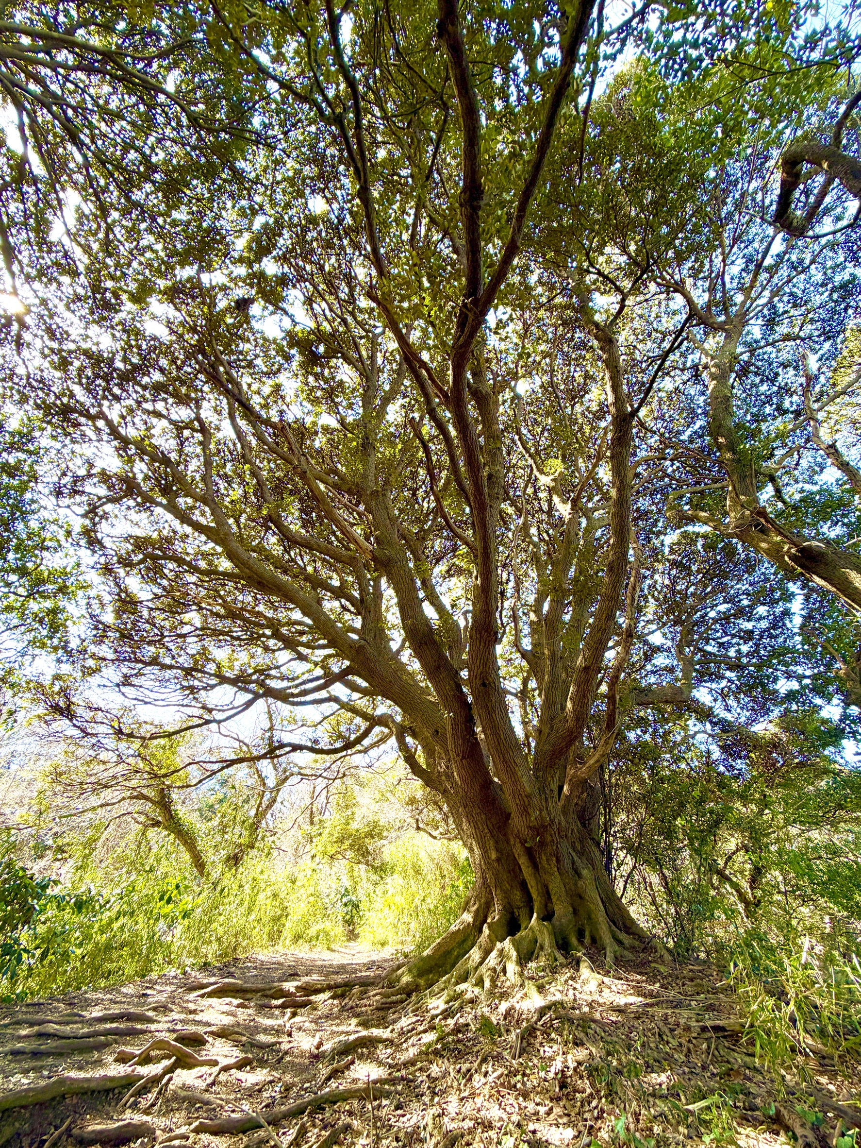 天園（鎌倉アルプス）ハイキングコース