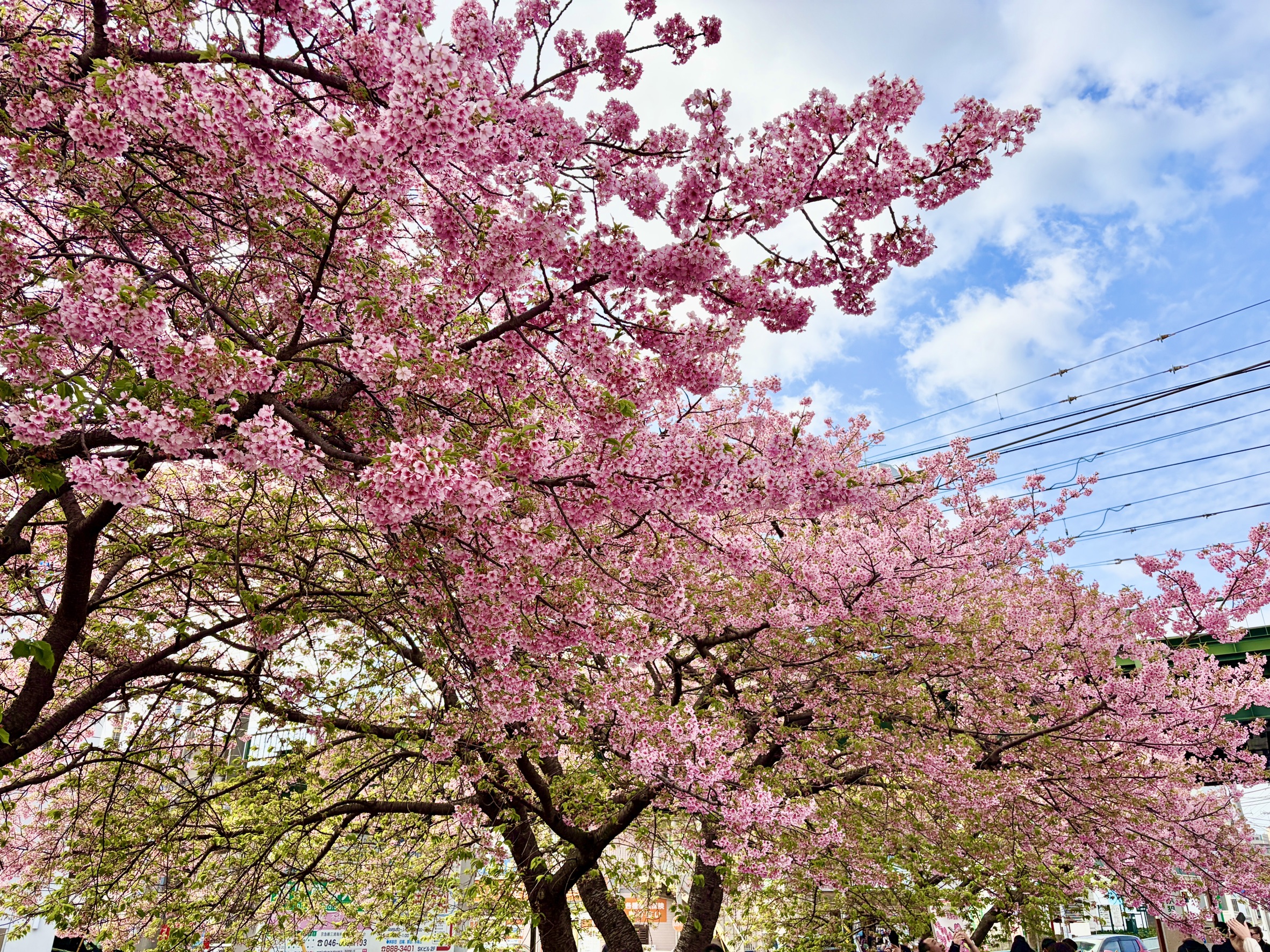 天園（鎌倉アルプス）ハイキングコース